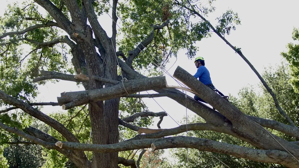 Professional Crown Thinning performed by certified arborists in Andrew