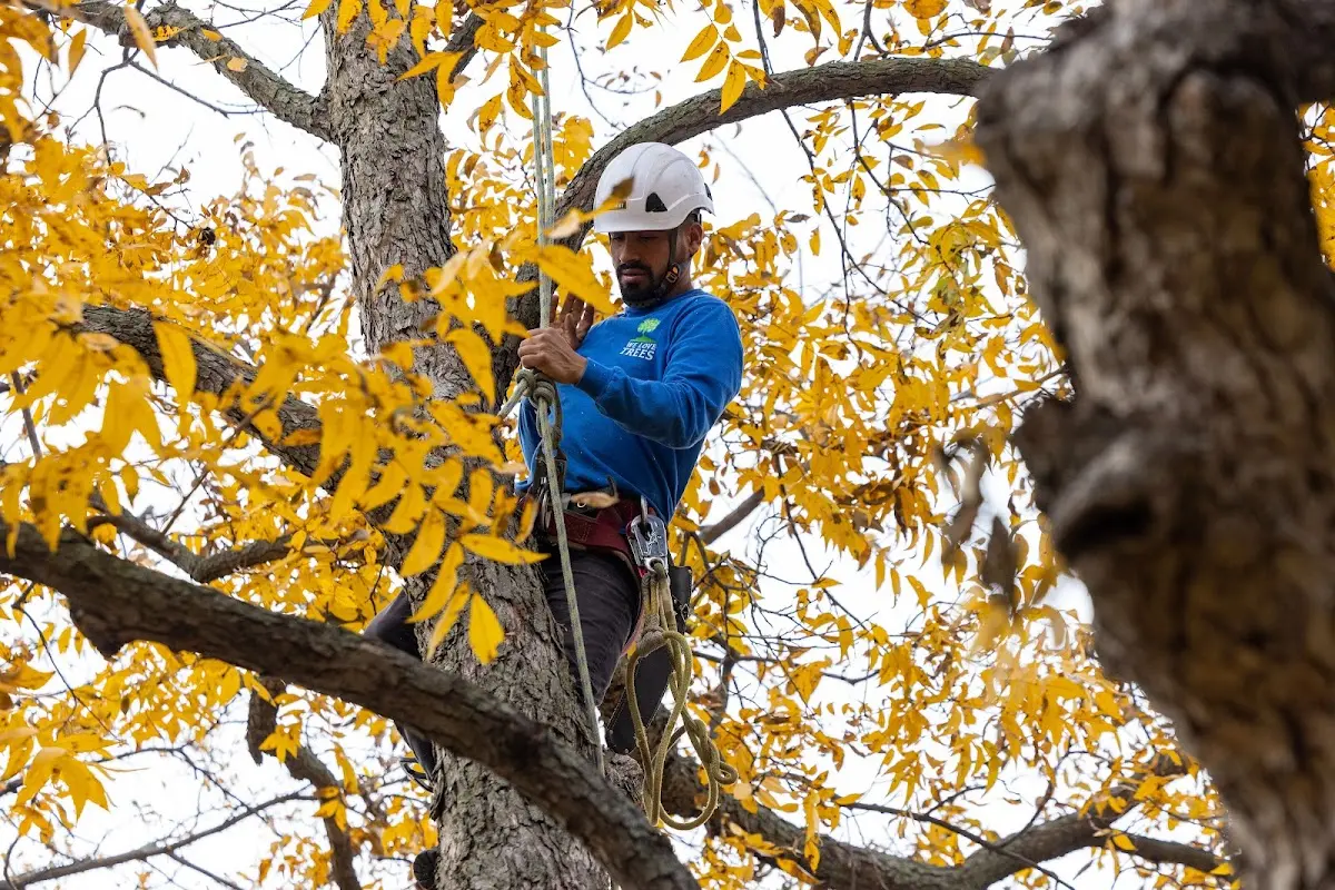 Skilled Tree Planing crew working in Andrew