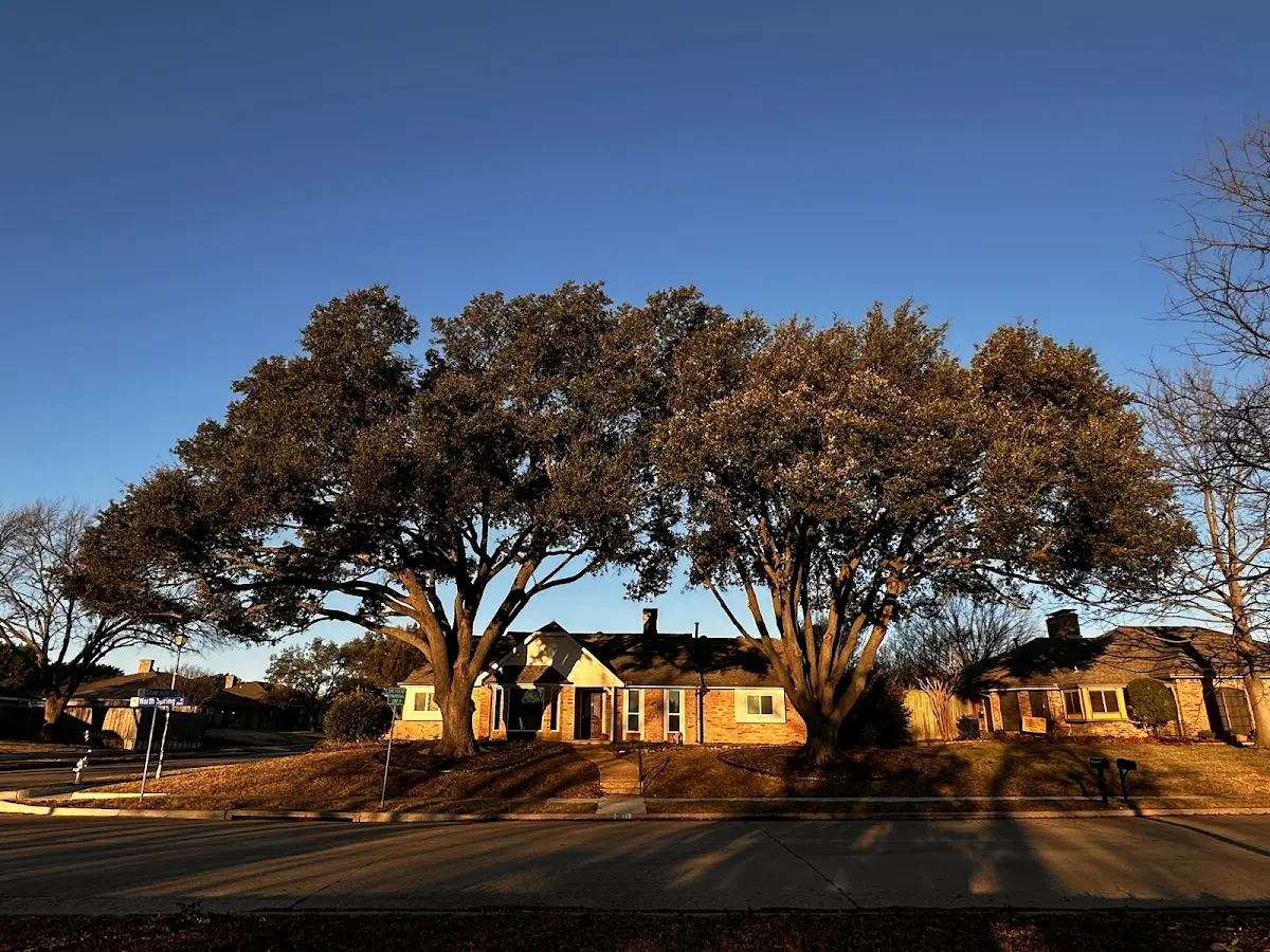 Established residential canopy tree shading a home in Andrew
